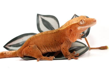 Red Dalmatian Crested Gecko