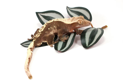 Chocolate Flame Crested Gecko