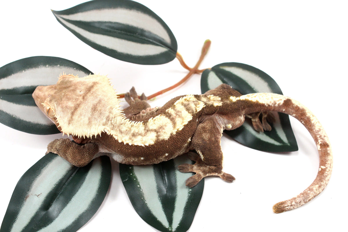 Chocolate Flame Crested Gecko