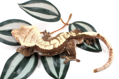 Chocolate Flame Crested Gecko