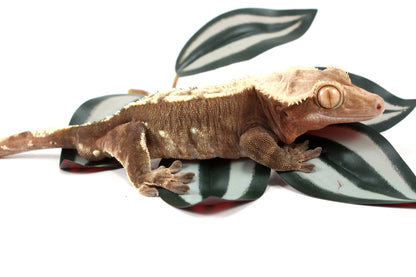 Chocolate Flame Crested Gecko