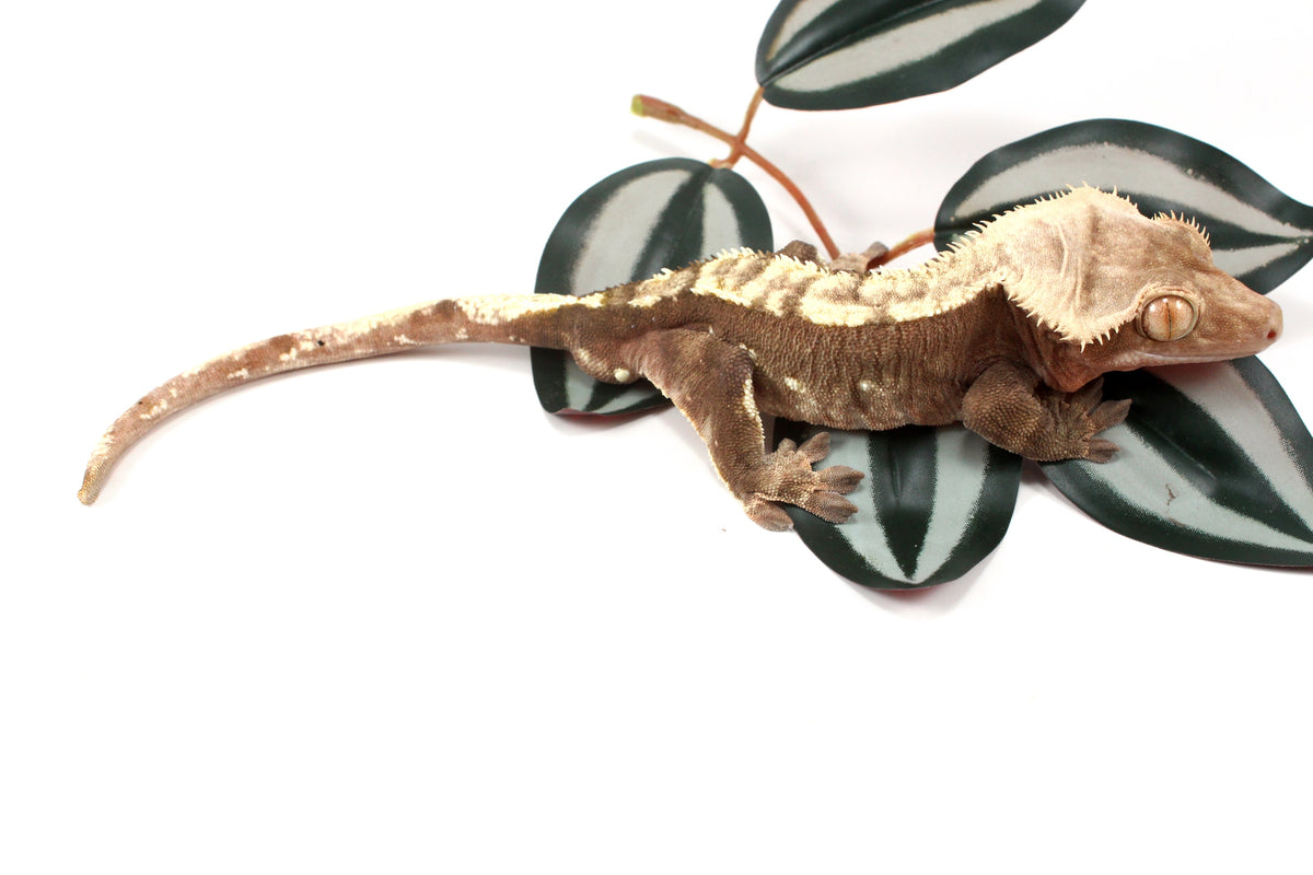 Chocolate Flame Crested Gecko