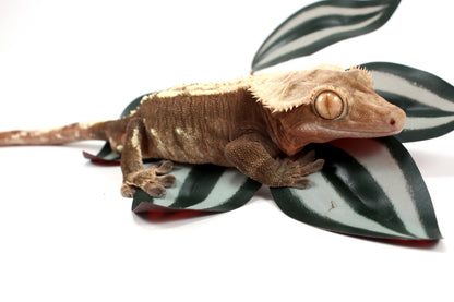 Chocolate Flame Crested Gecko