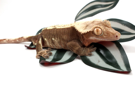 Chocolate Flame Crested Gecko
