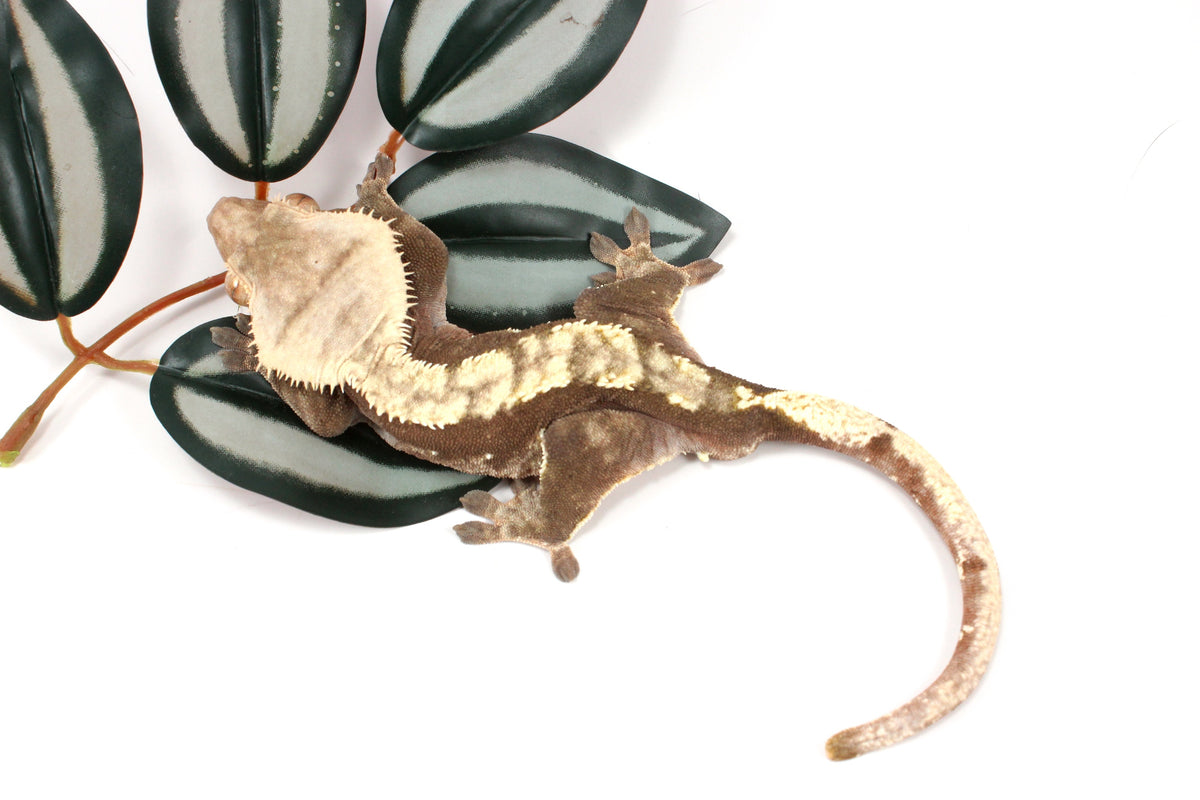 Chocolate Flame Crested Gecko