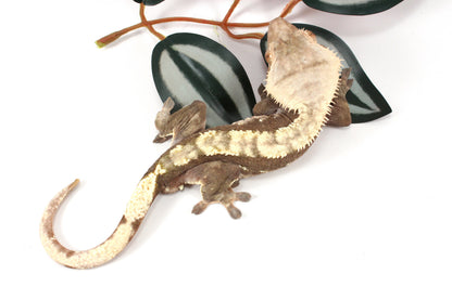Chocolate Flame Crested Gecko
