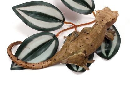 Super Dalmatian Crested Gecko