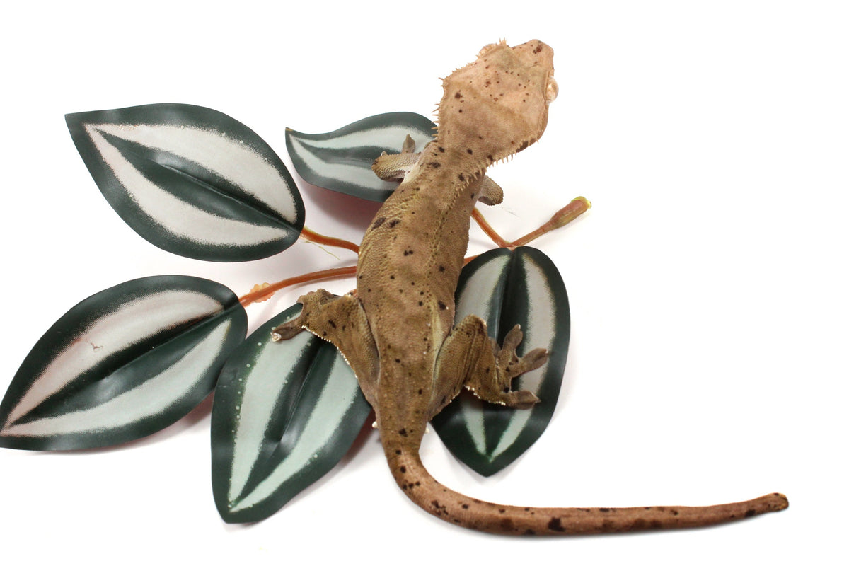 Super Dalmatian Crested Gecko