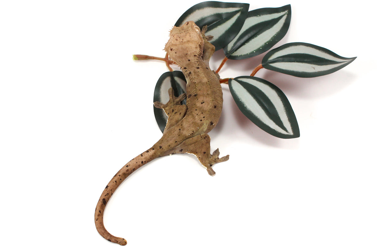 Super Dalmatian Crested Gecko