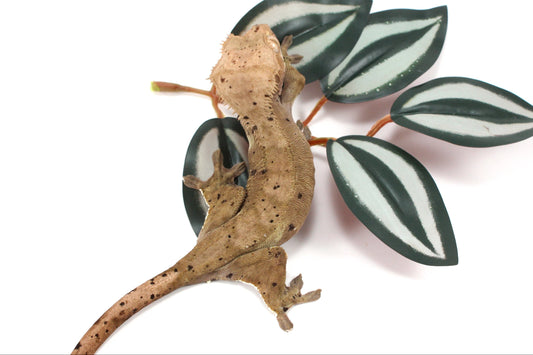 Super Dalmatian Crested Gecko
