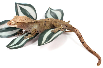 Super Dalmatian Crested Gecko