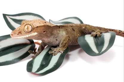 Super Dalmatian Crested Gecko
