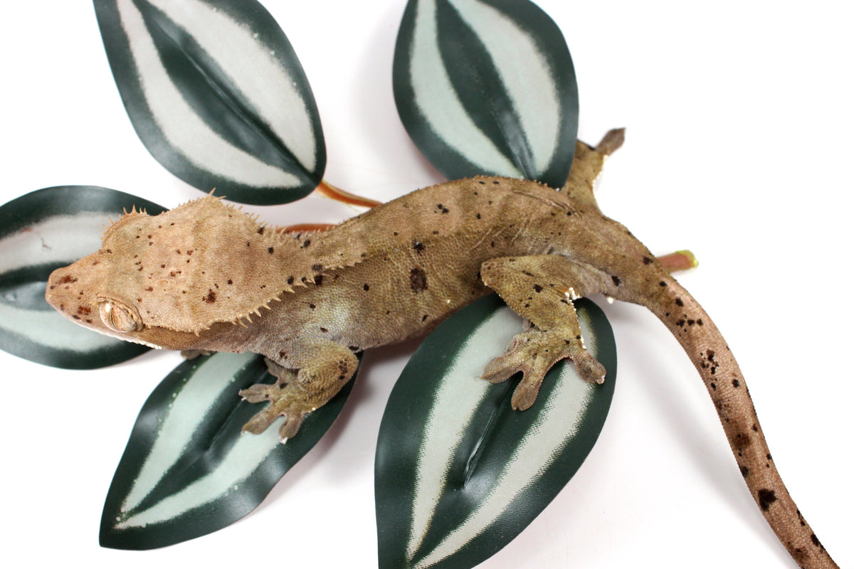 Super Dalmatian Crested Gecko