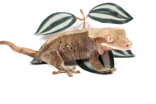 Dalmatian Crested Gecko