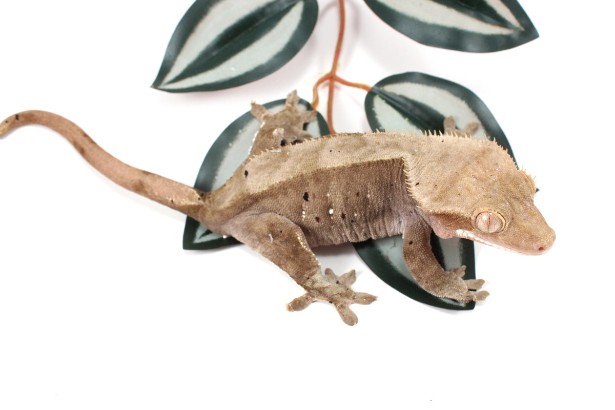 Dalmatian Crested Gecko