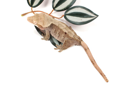 Dalmatian Crested Gecko