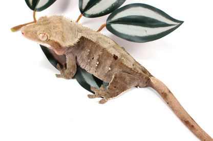Dalmatian Crested Gecko