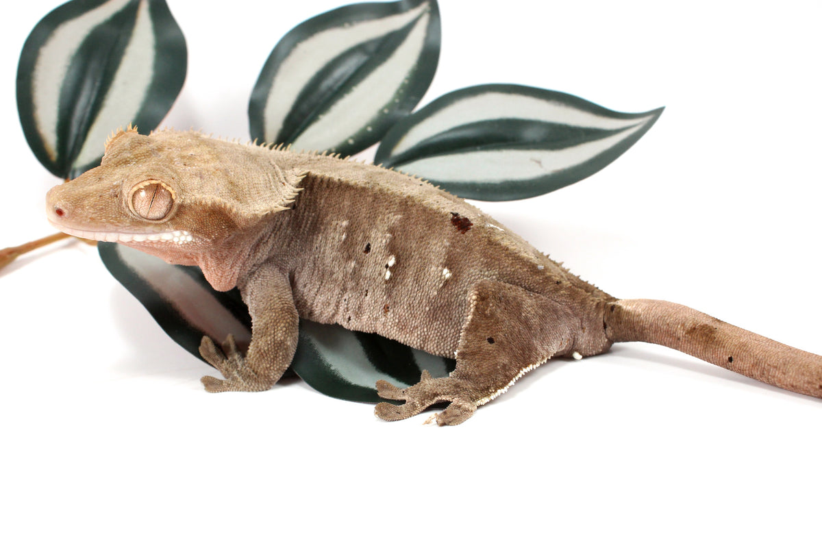 Dalmatian Crested Gecko