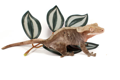 Dalmatian Crested Gecko