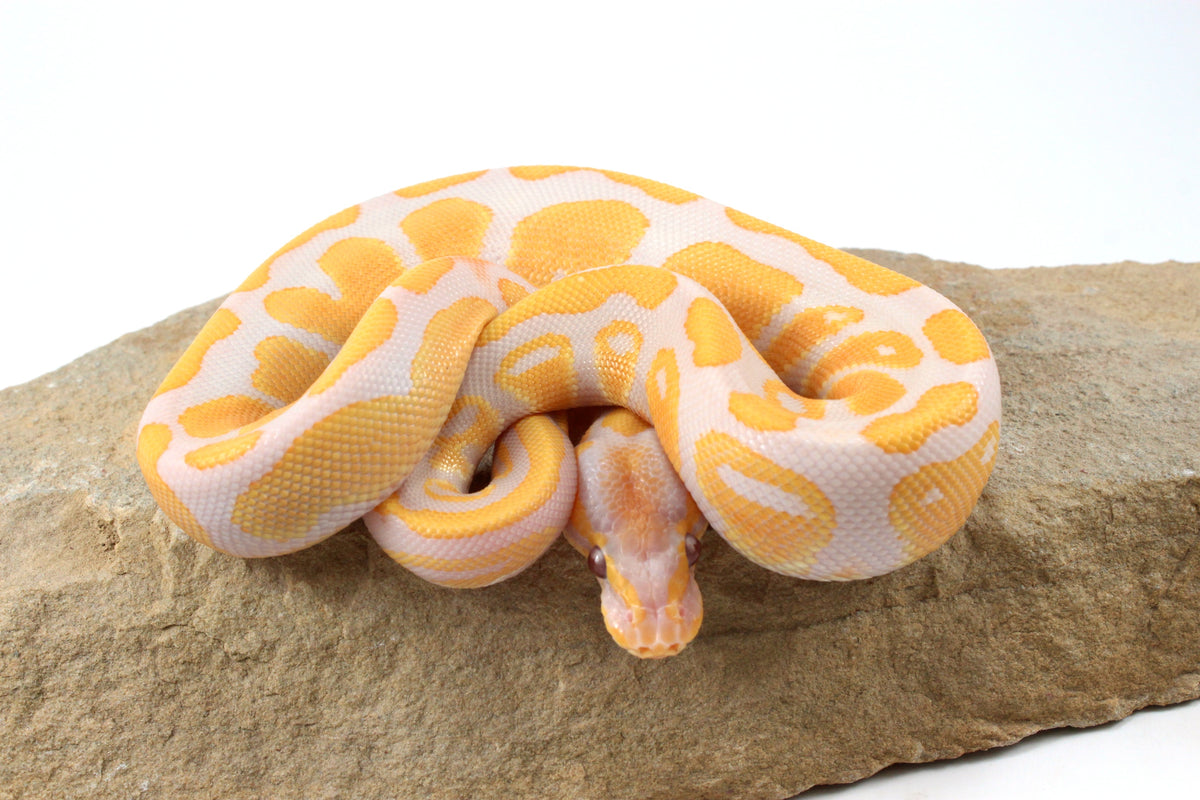 Lavender Albino Ball Python