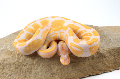 Lavender Albino Ball Python