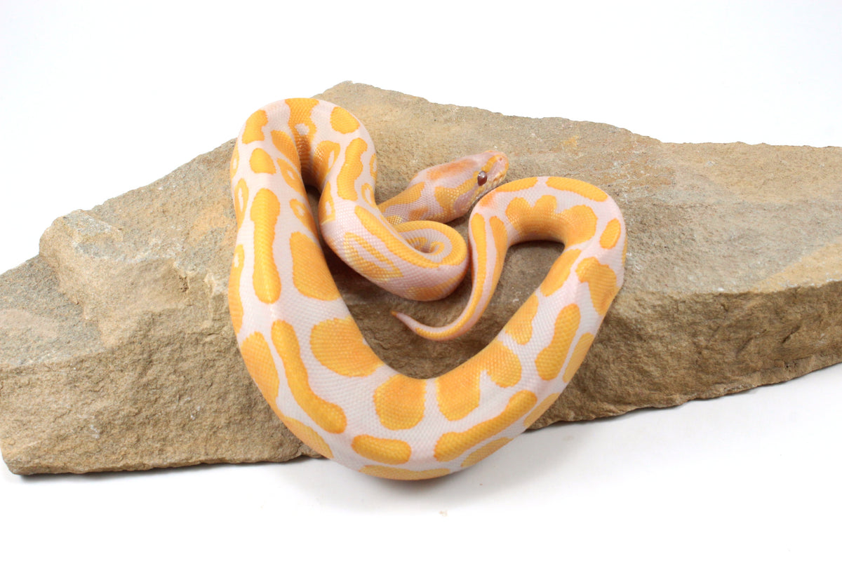 Lavender Albino Ball Python