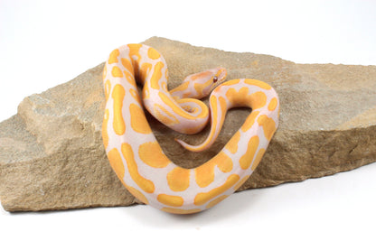 Lavender Albino Ball Python