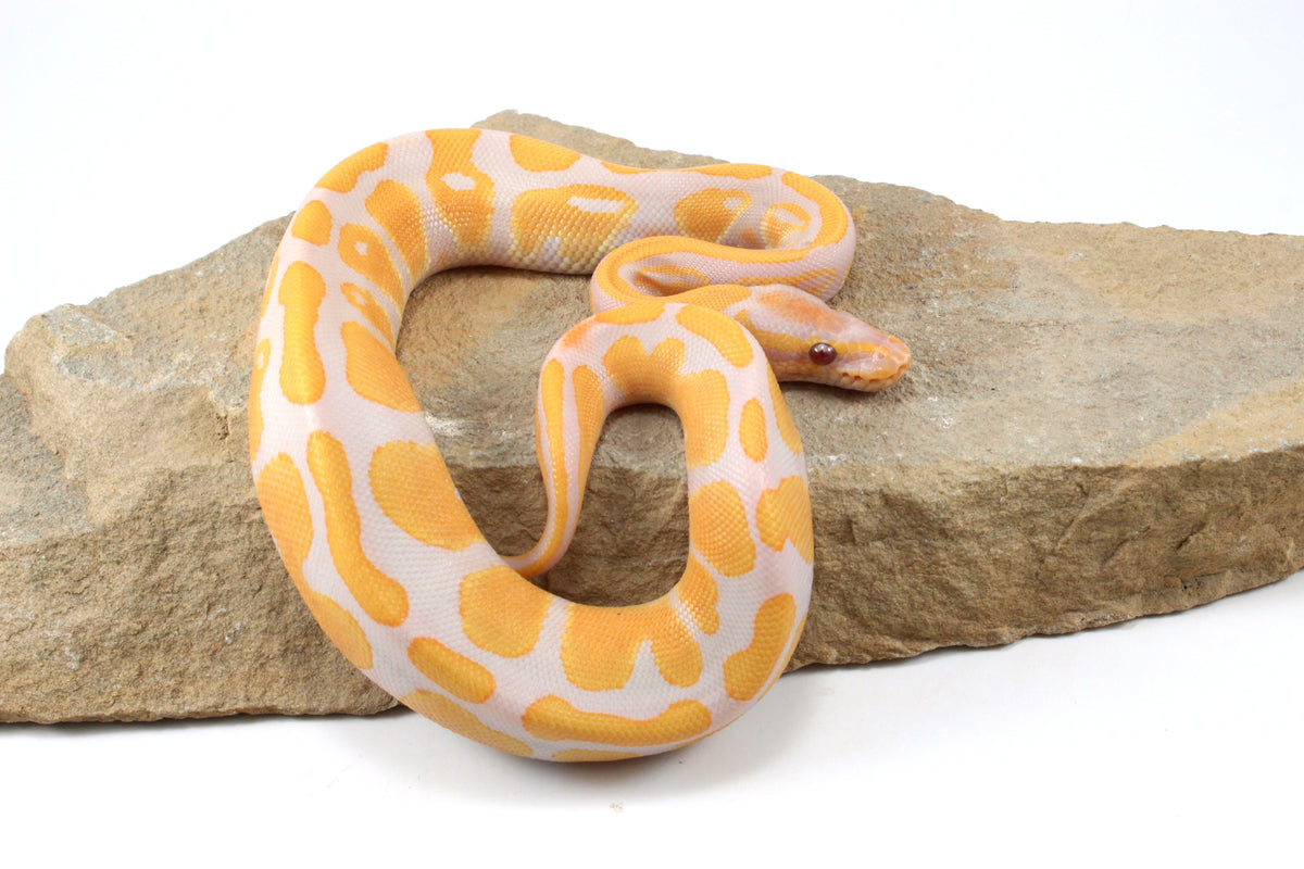 Lavender Albino Ball Python