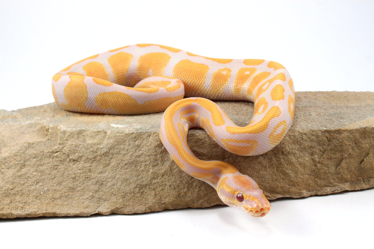 Lavender Albino Ball Python