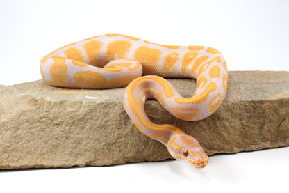Lavender Albino Ball Python