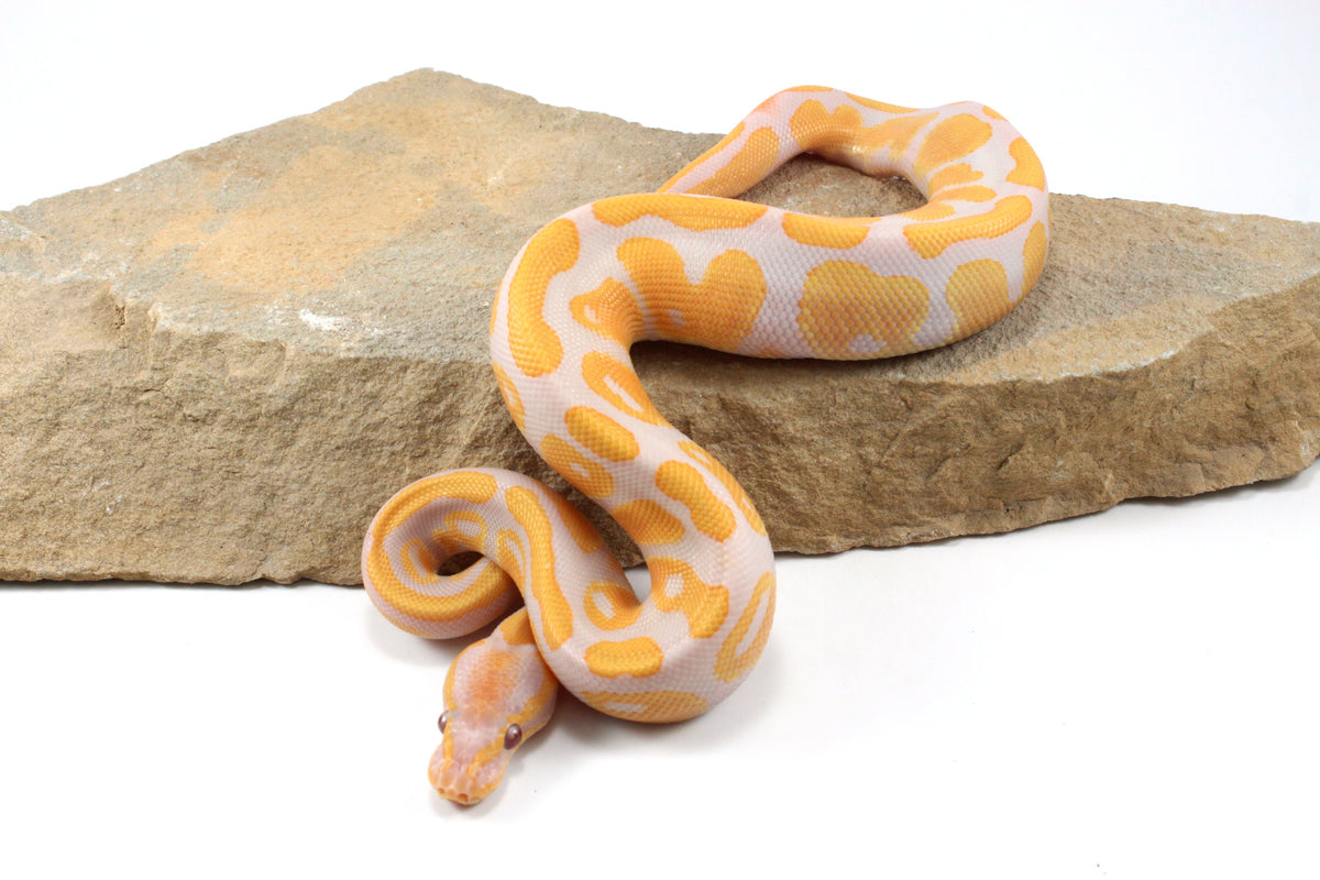 Lavender Albino Ball Python