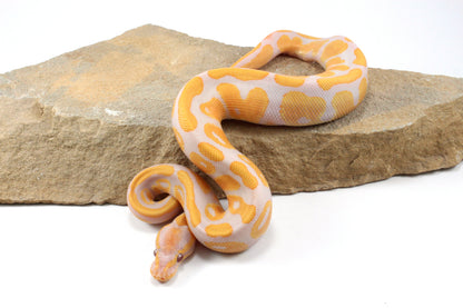 Lavender Albino Ball Python