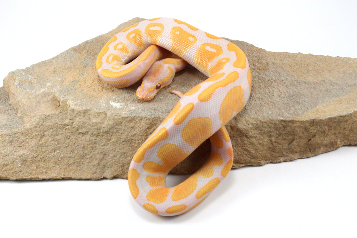 Lavender Albino Ball Python