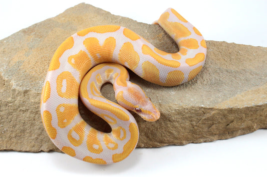 Lavender Albino Ball Python