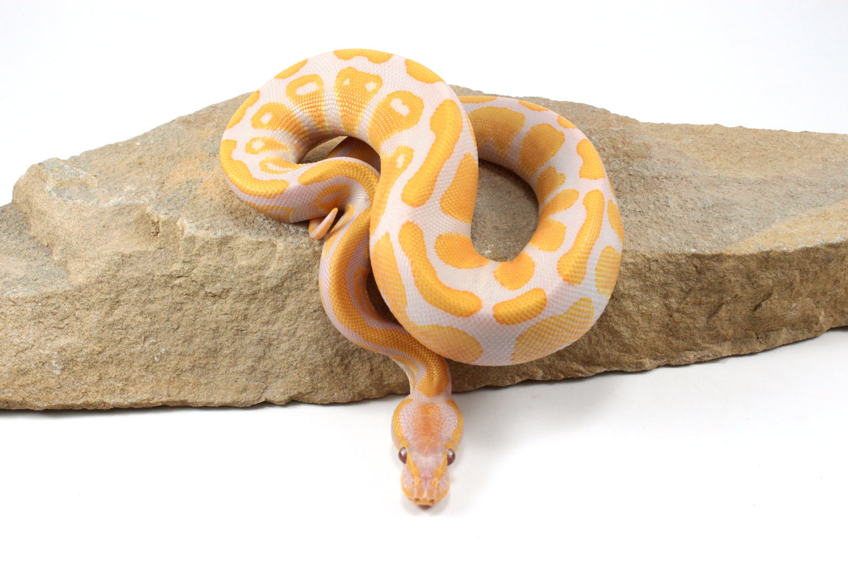Lavender Albino Ball Python