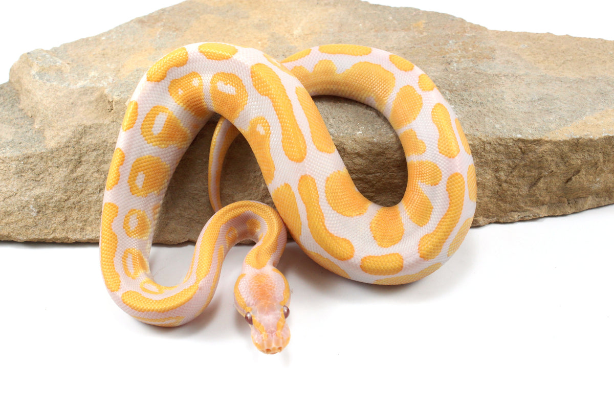 Lavender Albino Ball Python