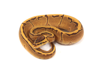 Orange Dream Enchi Pinstripe Ball Python