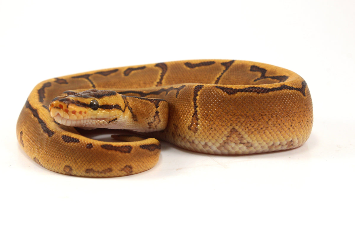 Orange Dream Enchi Pinstripe Ball Python
