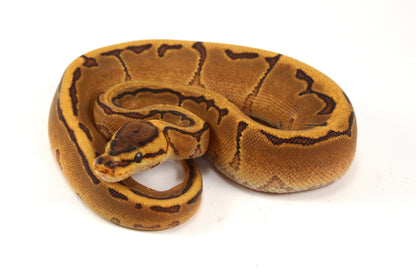 Orange Dream Enchi Pinstripe Ball Python