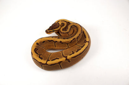 Orange Dream Enchi Pinstripe Ball Python