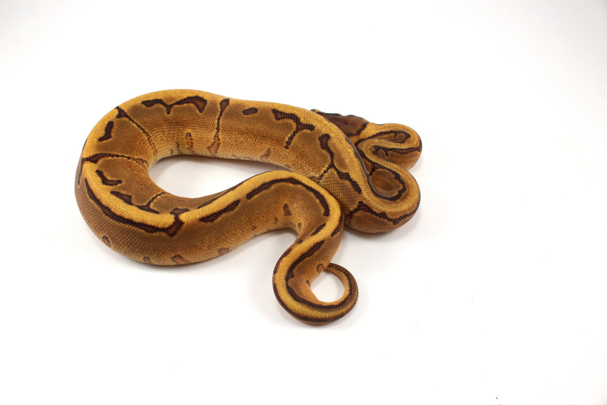 Orange Dream Enchi Pinstripe Ball Python