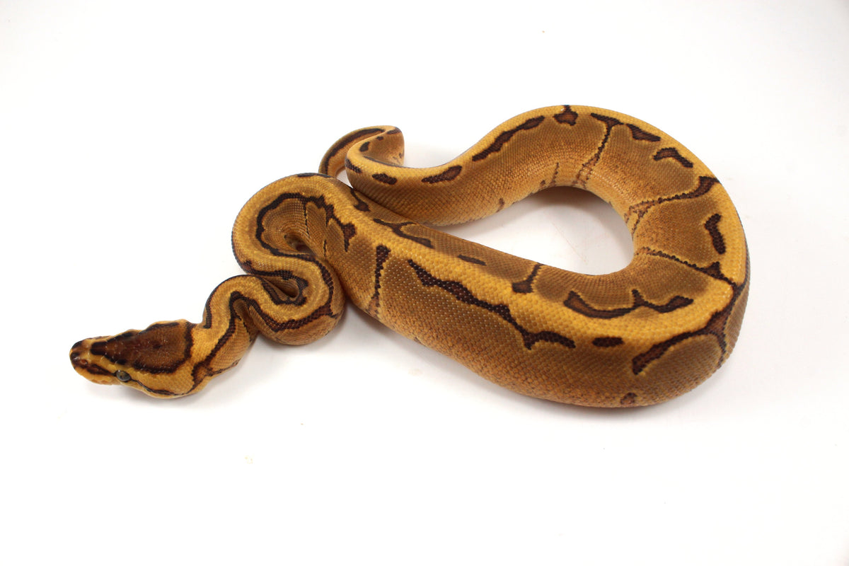 Orange Dream Enchi Pinstripe Ball Python