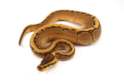Orange Dream Enchi Pinstripe Ball Python