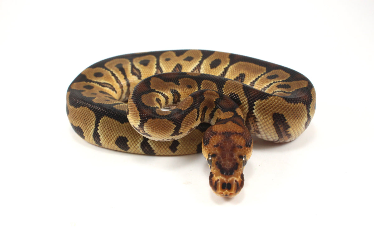 Clown het Desert Ghost Ball Python