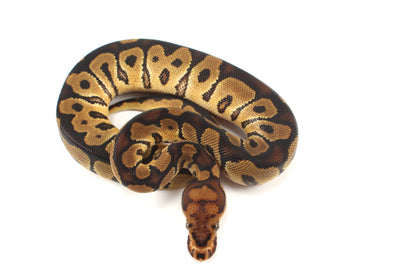 Clown het Desert Ghost Ball Python