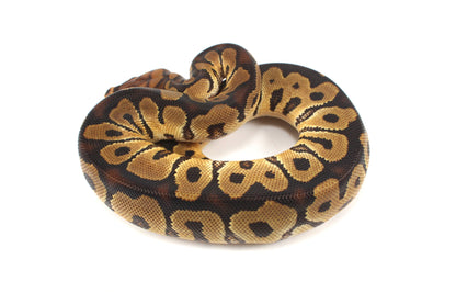 Clown het Desert Ghost Ball Python