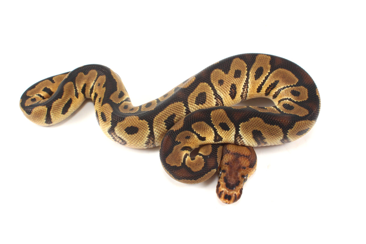 Clown het Desert Ghost Ball Python