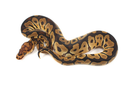 Clown het Desert Ghost Ball Python