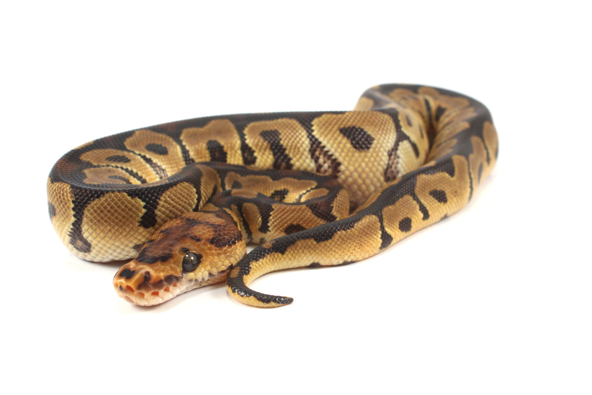 Clown het Desert Ghost Ball Python