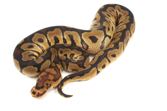 Clown het Desert Ghost Ball Python